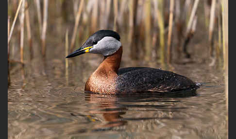 Rothalstaucher (Podiceps grisegena)