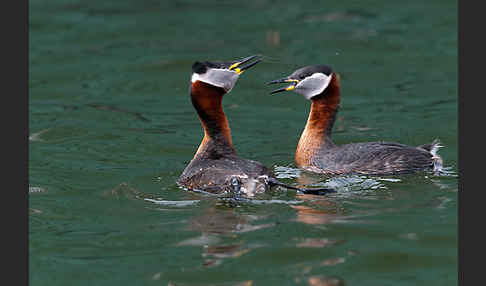 Rothalstaucher (Podiceps grisegena)