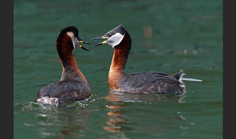 Rothalstaucher (Podiceps grisegena)