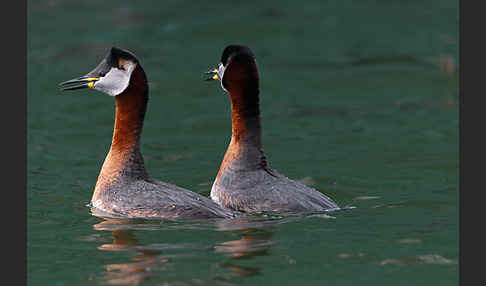 Rothalstaucher (Podiceps grisegena)