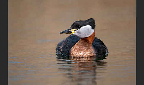 Rothalstaucher (Podiceps grisegena)