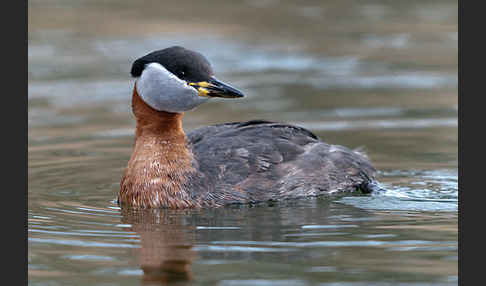 Rothalstaucher (Podiceps grisegena)