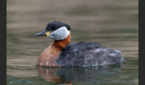 Rothalstaucher (Podiceps grisegena)