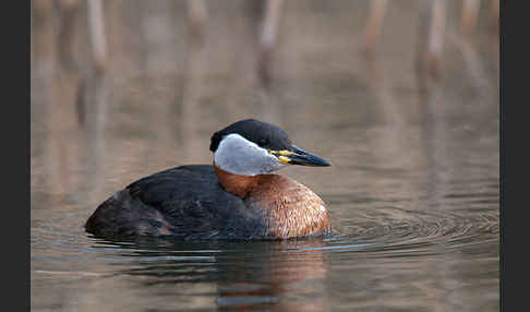 Rothalstaucher (Podiceps grisegena)