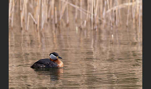 Rothalstaucher (Podiceps grisegena)