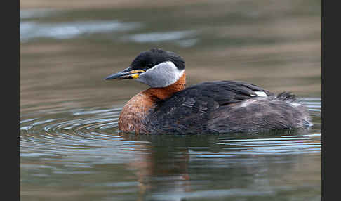 Rothalstaucher (Podiceps grisegena)