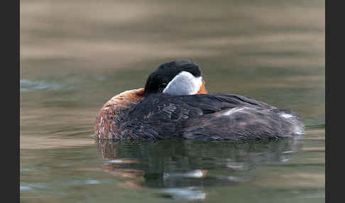 Rothalstaucher (Podiceps grisegena)