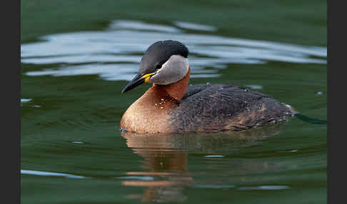 Rothalstaucher (Podiceps grisegena)