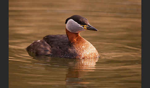 Rothalstaucher (Podiceps grisegena)