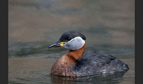 Rothalstaucher (Podiceps grisegena)