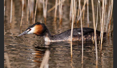 Haubentaucher (Podiceps cristatus)