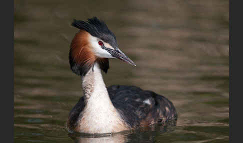 Haubentaucher (Podiceps cristatus)