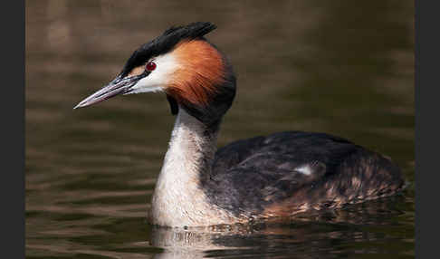 Haubentaucher (Podiceps cristatus)