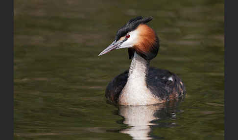 Haubentaucher (Podiceps cristatus)