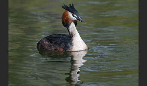 Haubentaucher (Podiceps cristatus)