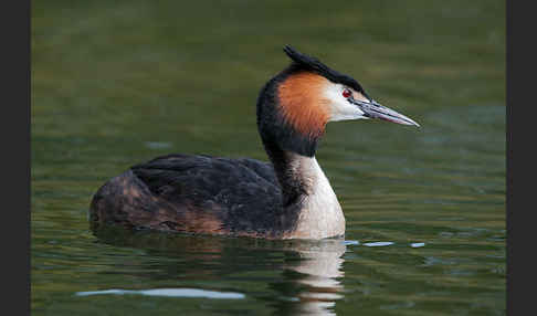 Haubentaucher (Podiceps cristatus)