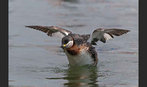 Rothalstaucher (Podiceps grisegena)