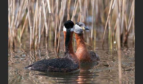 Rothalstaucher (Podiceps grisegena)