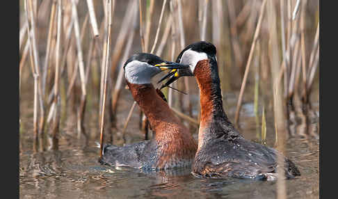 Rothalstaucher (Podiceps grisegena)