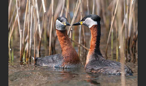 Rothalstaucher (Podiceps grisegena)