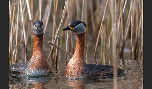 Rothalstaucher (Podiceps grisegena)