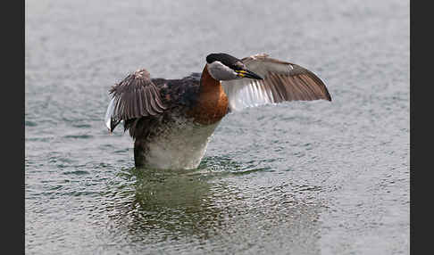 Rothalstaucher (Podiceps grisegena)