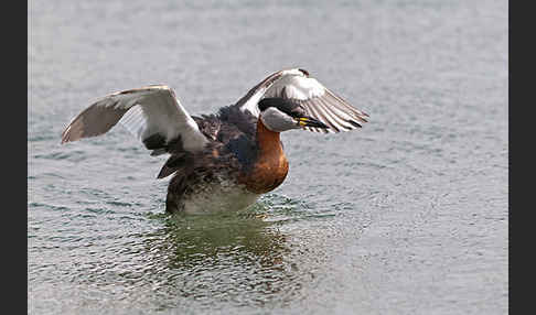 Rothalstaucher (Podiceps grisegena)