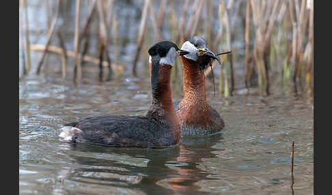 Rothalstaucher (Podiceps grisegena)