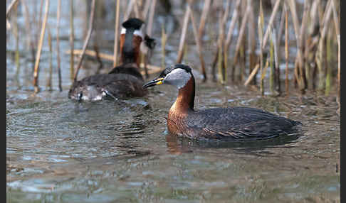 Rothalstaucher (Podiceps grisegena)