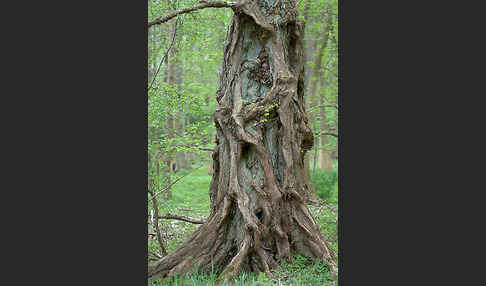 Baum, bäume (tree)