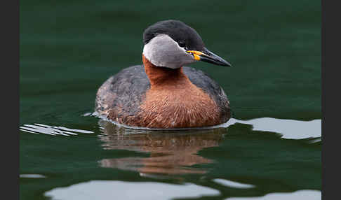 Rothalstaucher (Podiceps grisegena)