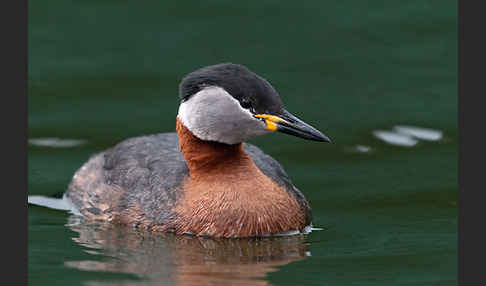 Rothalstaucher (Podiceps grisegena)