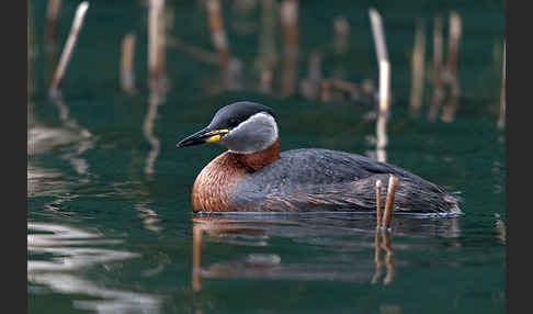 Rothalstaucher (Podiceps grisegena)