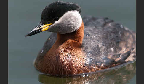 Rothalstaucher (Podiceps grisegena)