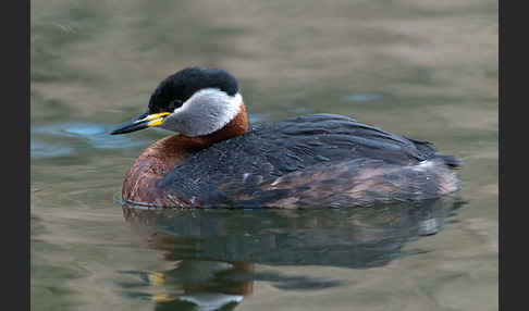 Rothalstaucher (Podiceps grisegena)