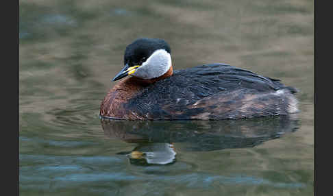 Rothalstaucher (Podiceps grisegena)