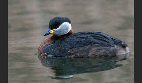 Rothalstaucher (Podiceps grisegena)