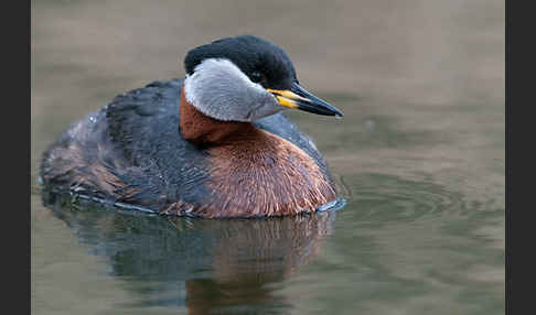 Rothalstaucher (Podiceps grisegena)