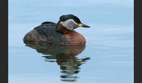 Rothalstaucher (Podiceps grisegena)