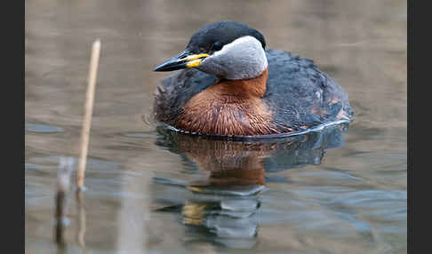 Rothalstaucher (Podiceps grisegena)