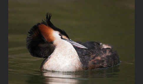 Haubentaucher (Podiceps cristatus)