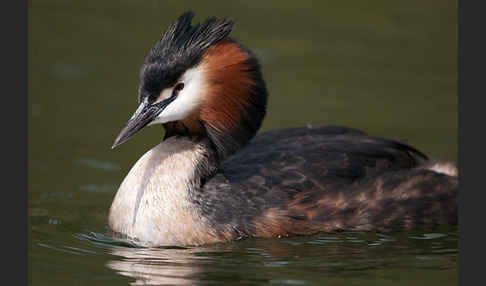 Haubentaucher (Podiceps cristatus)