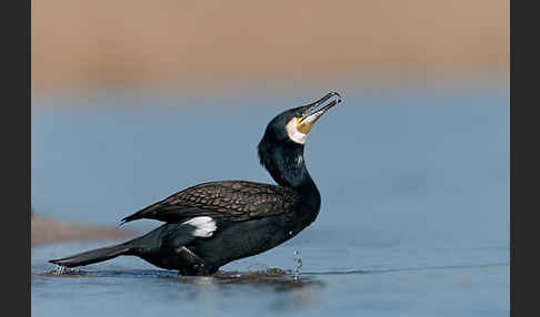 Kormoran (Phalacrocorax carbo)