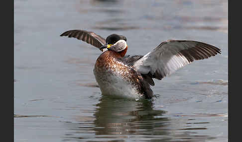 Rothalstaucher (Podiceps grisegena)