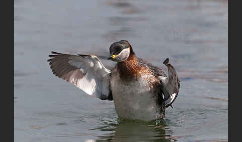 Rothalstaucher (Podiceps grisegena)