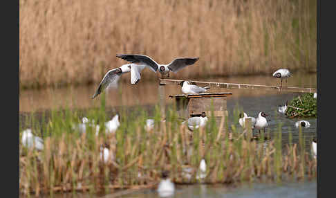 Lachmöwe (Larus ridibundus)