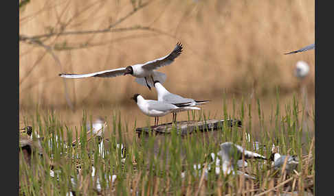 Lachmöwe (Larus ridibundus)