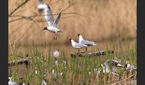 Lachmöwe (Larus ridibundus)