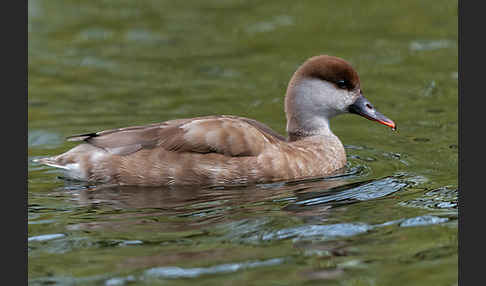 Kolbenente (Netta rufina)