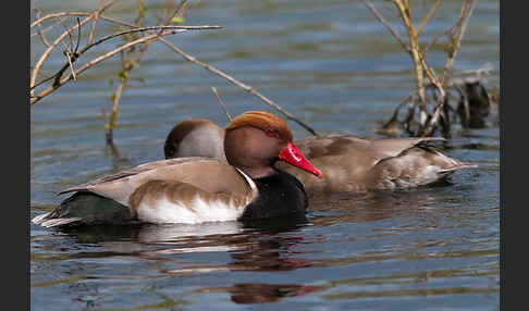 Kolbenente (Netta rufina)